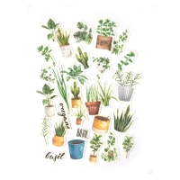 Naklejki ozdobne transparent Rośliny zielone (39)