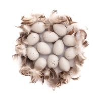 Jajka przepiórcze z piórkami beżowe