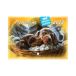 Kalendarz wieloplanszowy Psy domowe WL08 [2]